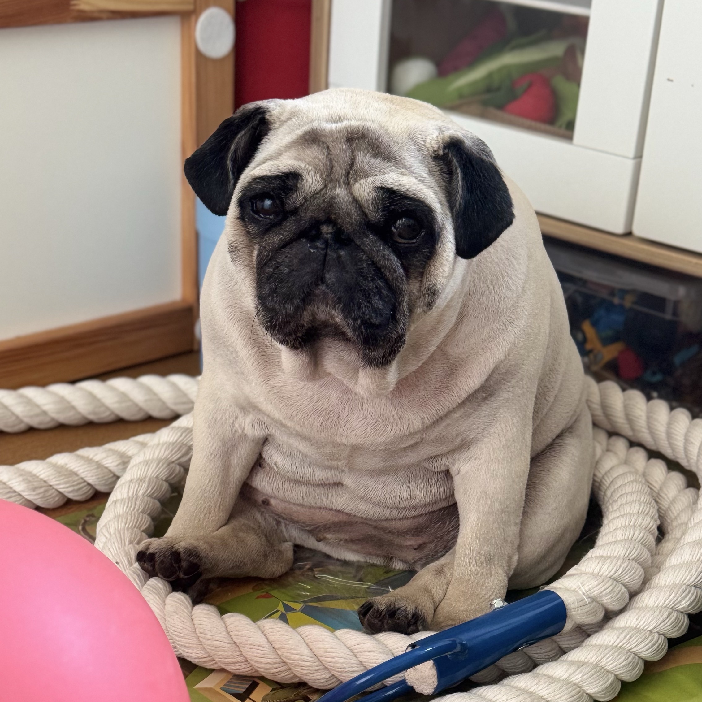 Зооняня в городе Москва - Ищу зооняню для мопса Бони