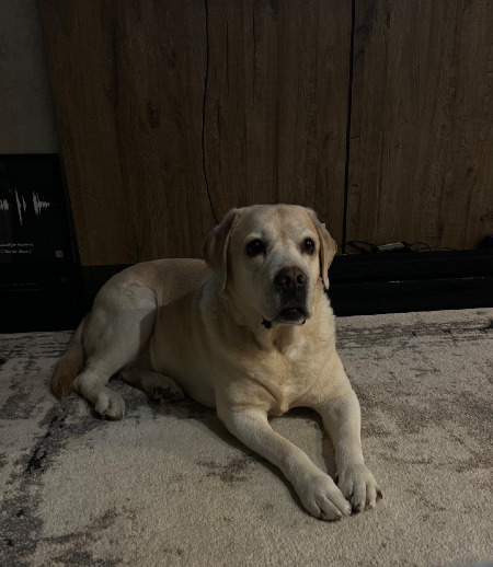 Зооняня в городе Саратов - Выгул собаки