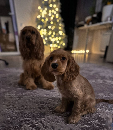 Зооняня в городе Видное - Зооняня для кокер-спаниэлей (девочки)