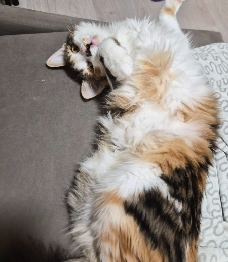 Зооняня в городе Екатеринбург - Котоняня