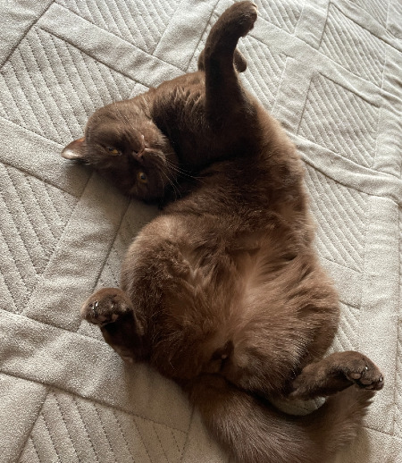 Зооняня в городе Жуковский - Зооняня для кота