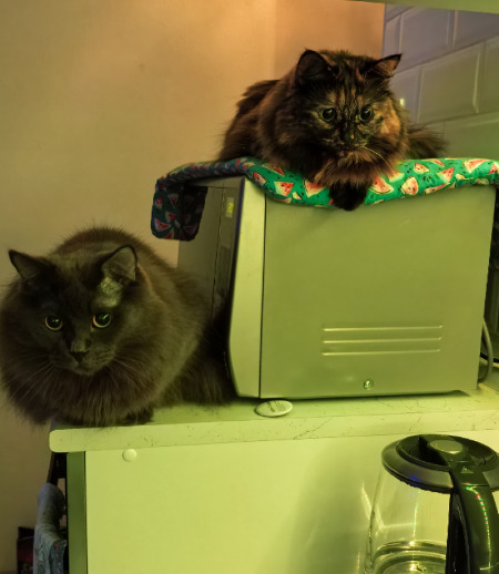 Зооняня в городе Екатеринбург - Зооняня для котиков