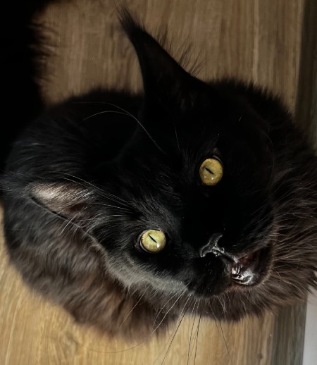 Зооняня в городе Москва - Няня для кота