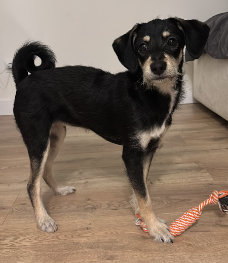 Зооняня в городе Екатеринбург - Выгульщик собак, зооняня