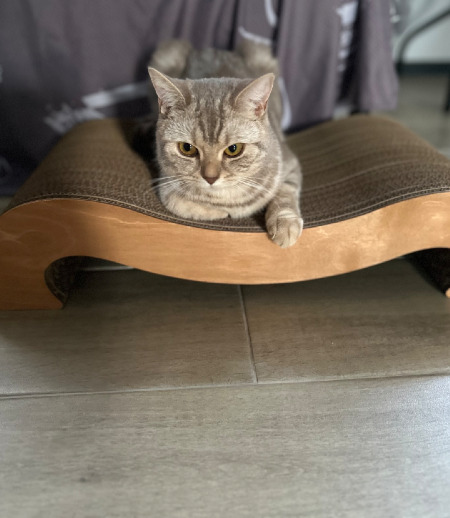 Зооняня в городе Одинцово - Зооняня