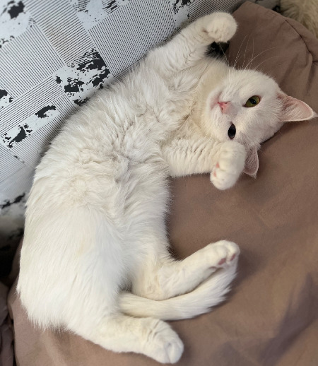 Зооняня в городе Арамиль - Кото няня