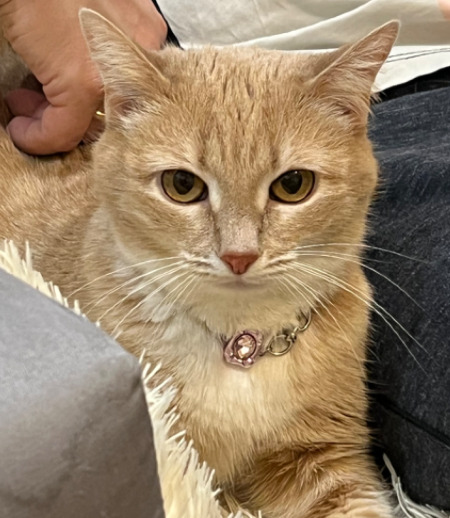 Зооняня в городе Люберцы - Зооняня для котика и кошечки в период с 02.05-10.05 (через день)