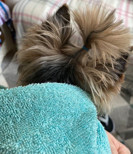 Зооняня в городе Москва - Зооняня для йорика