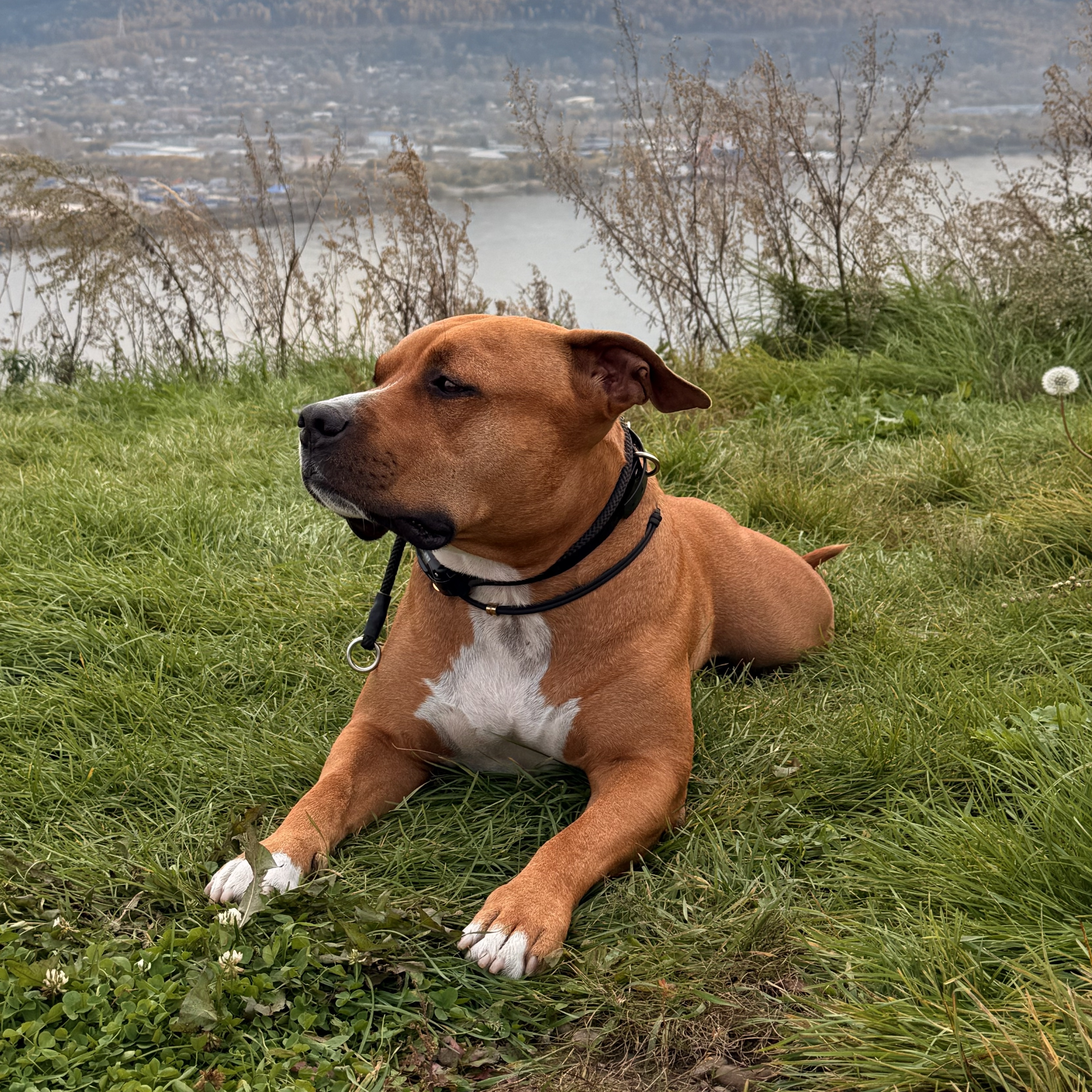 Зооняня в городе Красноярск - Зооняня для собаки