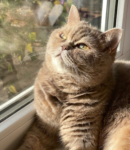 Зооняня в городе Москва - Котоняня на 2 дня