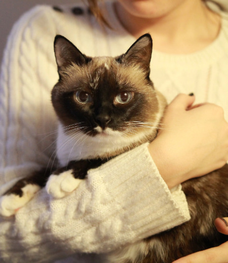 Зооняня в городе Екатеринбург - Зооняня для пожилой кошки: отвезти к врачу на укол и забрать