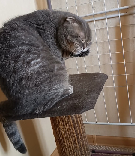 Зооняня в городе Тюмень - Няня для кота.