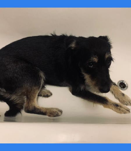 Зооняня в городе Москва - Передержки собак