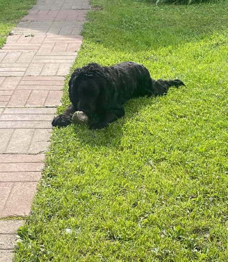 Зооняня в городе Мытищи - Догситтер зооняня