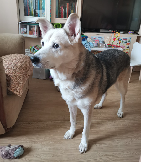 Зооняня в городе Екатеринбург - Передержка собаки на вашей территории (квартире)