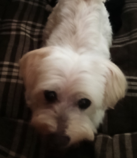 Зооняня в городе Люберцы - Татьяна Александровна М.