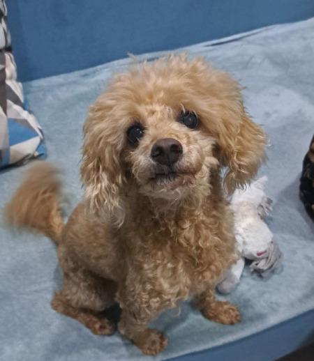 Зооняня в городе Солнечногорск - Зооняня для малого пуделя на 4 дня