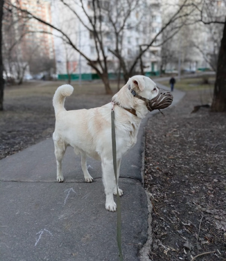 Зооняня в городе Москва - Выгул собаки