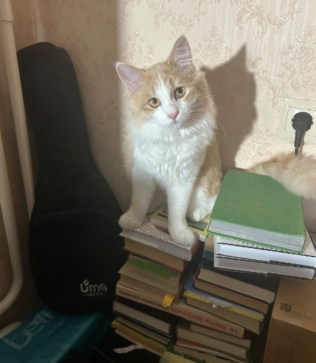 Зооняня в городе Балашиха - Зооняня для кота