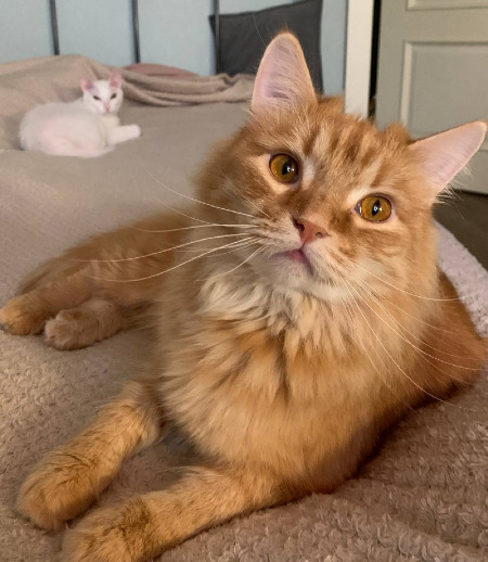 Зооняня в городе Новосибирск - Котоняня для кота и кошки 26.09-30.09