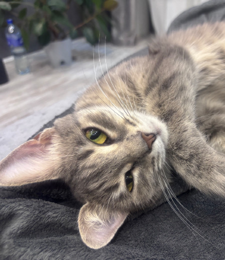 Зооняня в городе Уфа - Отдам на бессрочную оплачиваемую передержку кошку