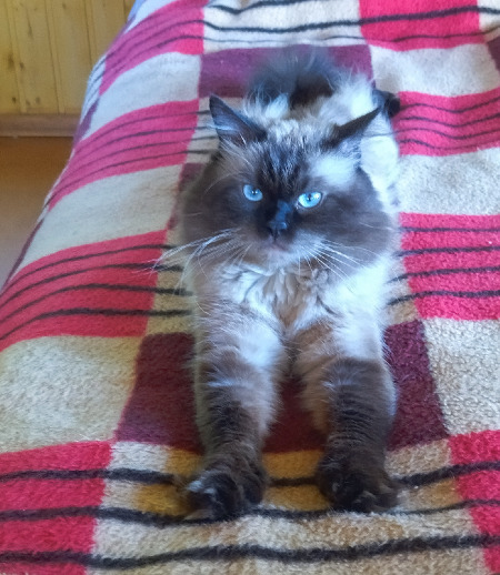 Зооняня в городе Новосибирск - Зооняня для кота