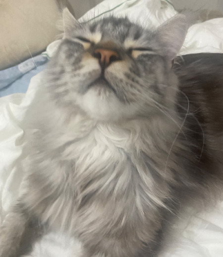 Зооняня в городе Екатеринбург - Котоняня на праздники