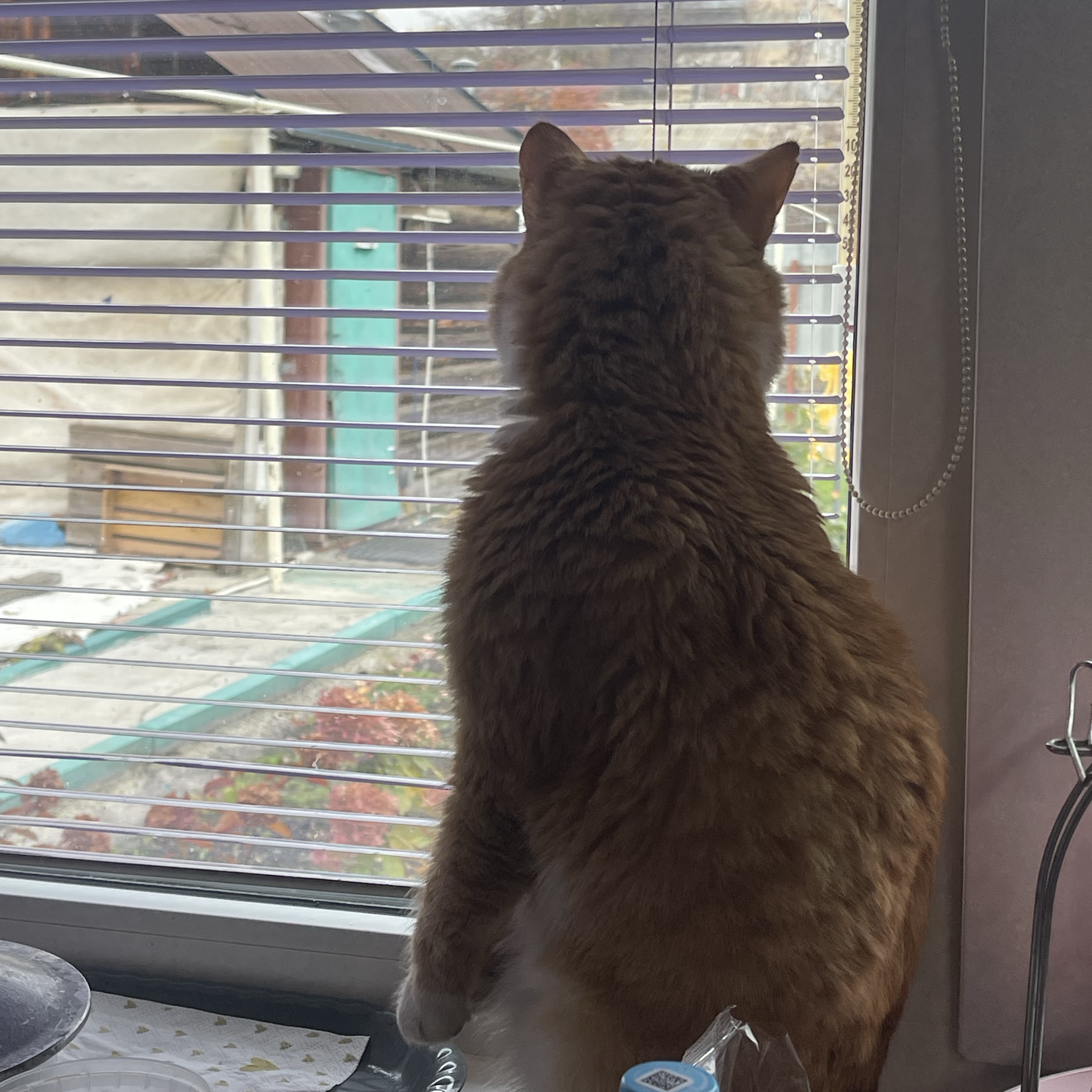 Зооняня в городе Москва - Полина Юрьевна В.